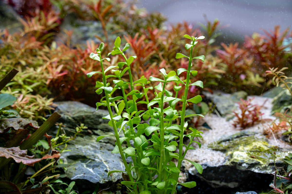 Bacopa Monnieri, the memory herb with the strongest clinical evidence among brain supplements